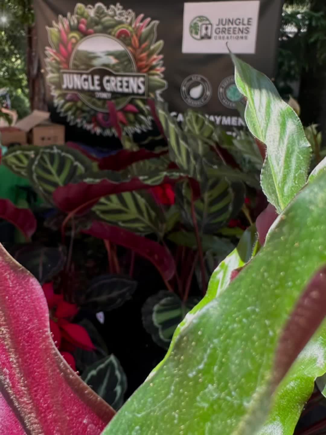 @Jungle Greens Sydney