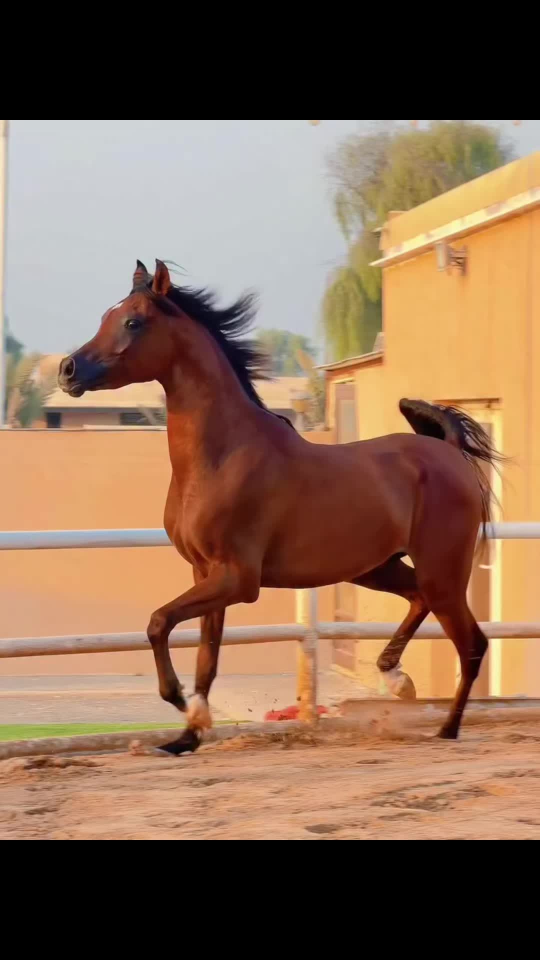 @danihorses2