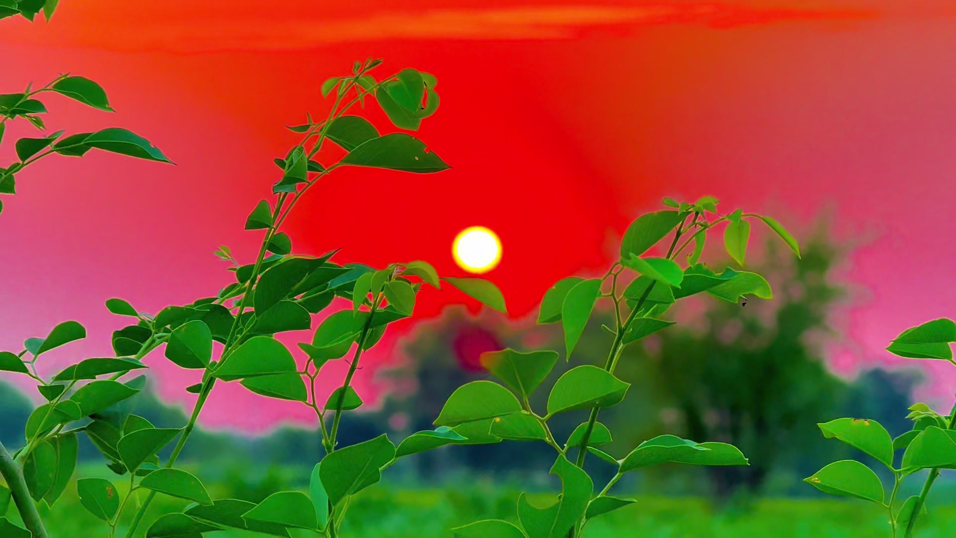 @🌾میں۔ میرا۔ پنڈ🎋