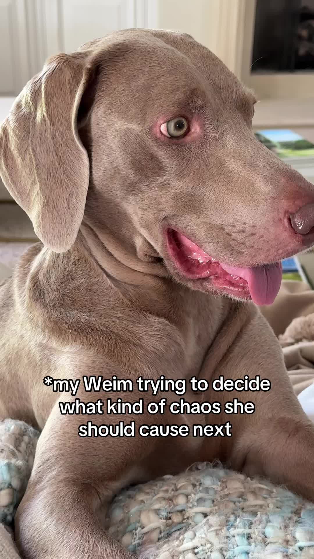 @Zoey the Weim