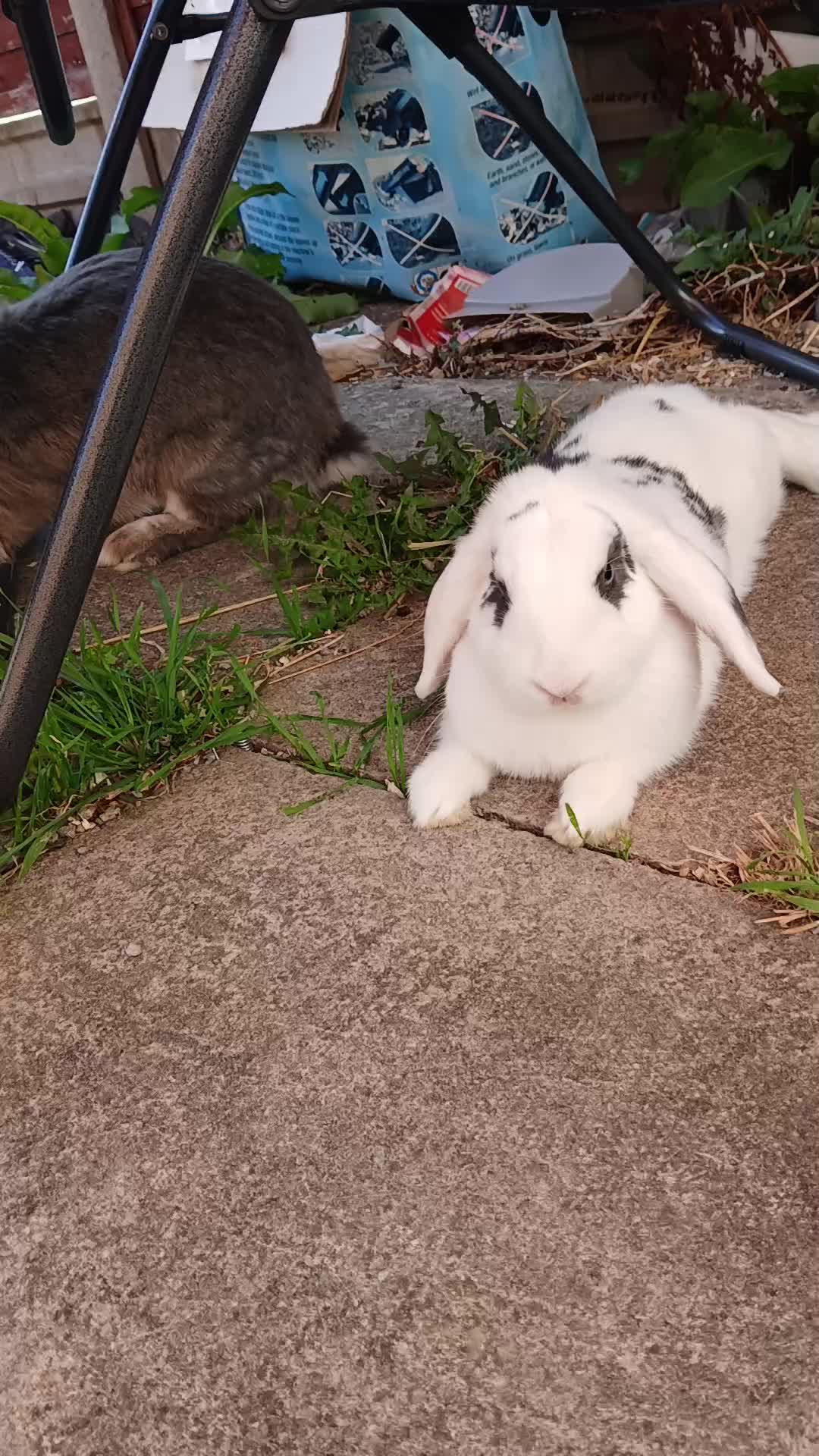 @Lyla,Loki,Misty&Luna💖