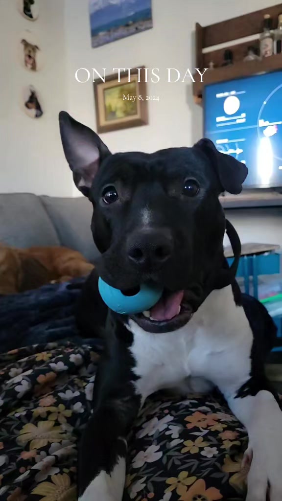 @Steph-RaisingHell.Hounds🇨🇦