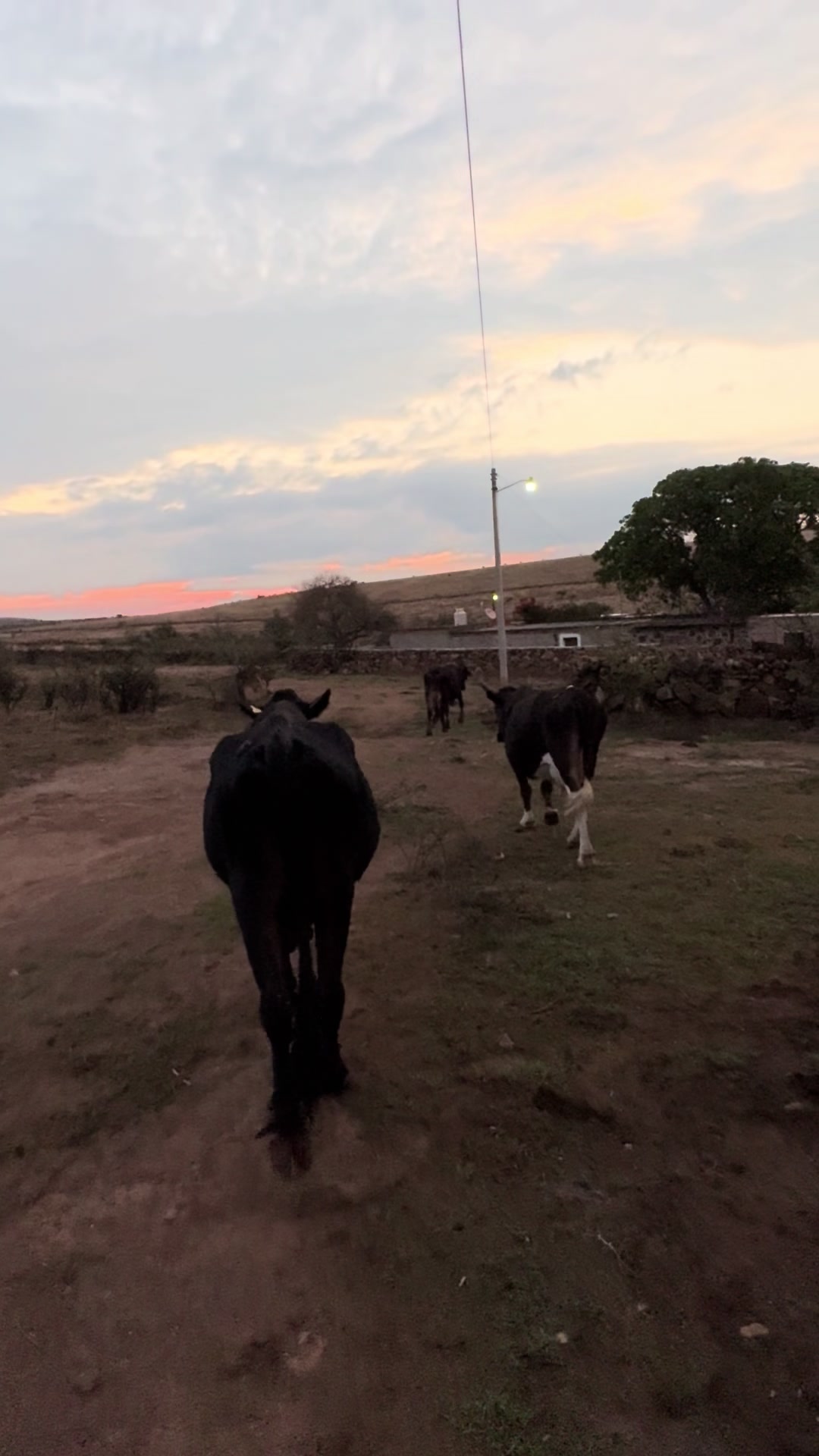@El zurdo🌵🐴