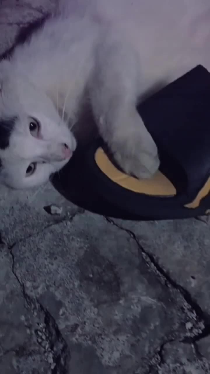 @𝓼𝔂𝓪𝓯𝓲𝓺🫰