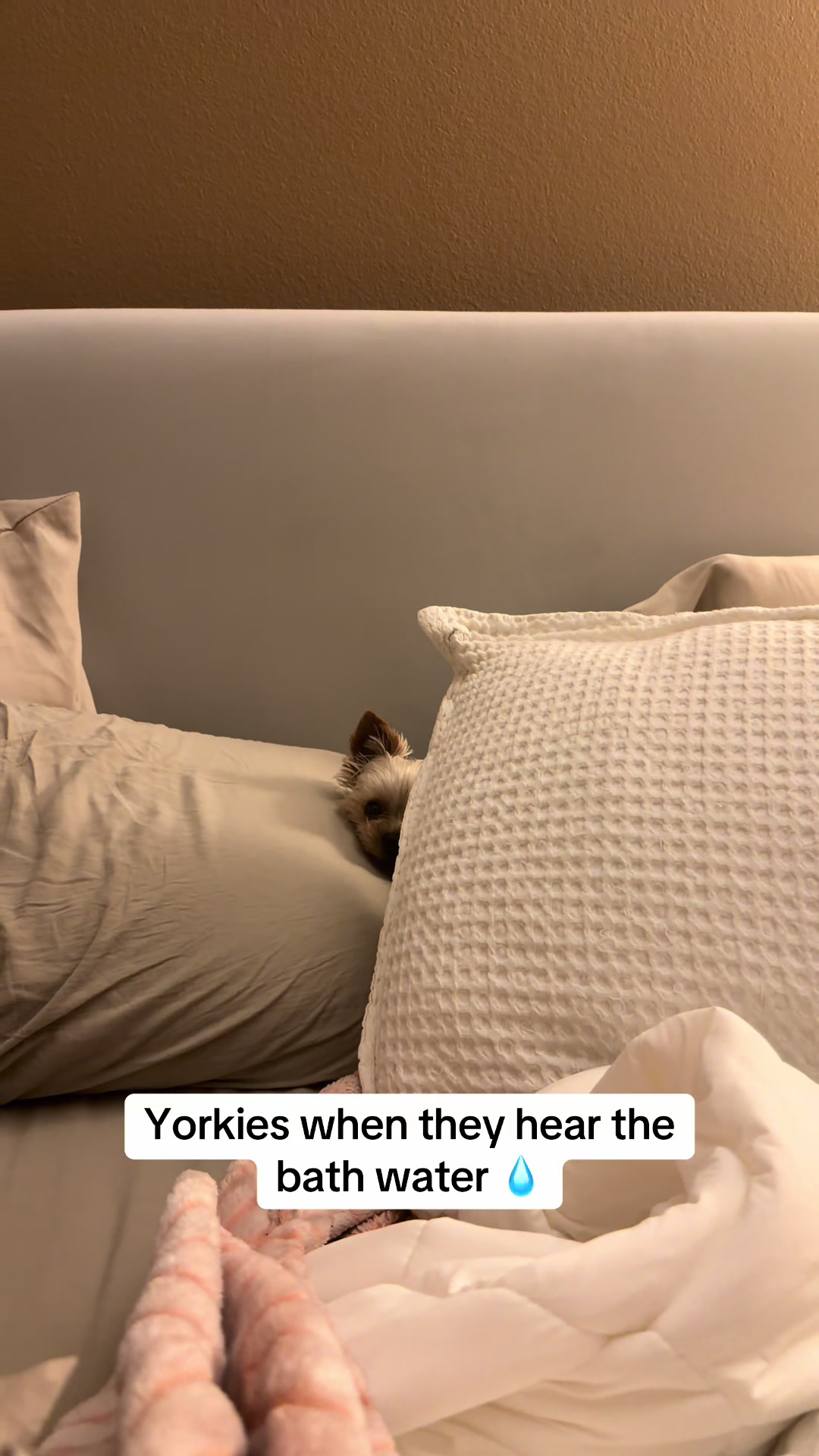 @Milo & Mia 🐾