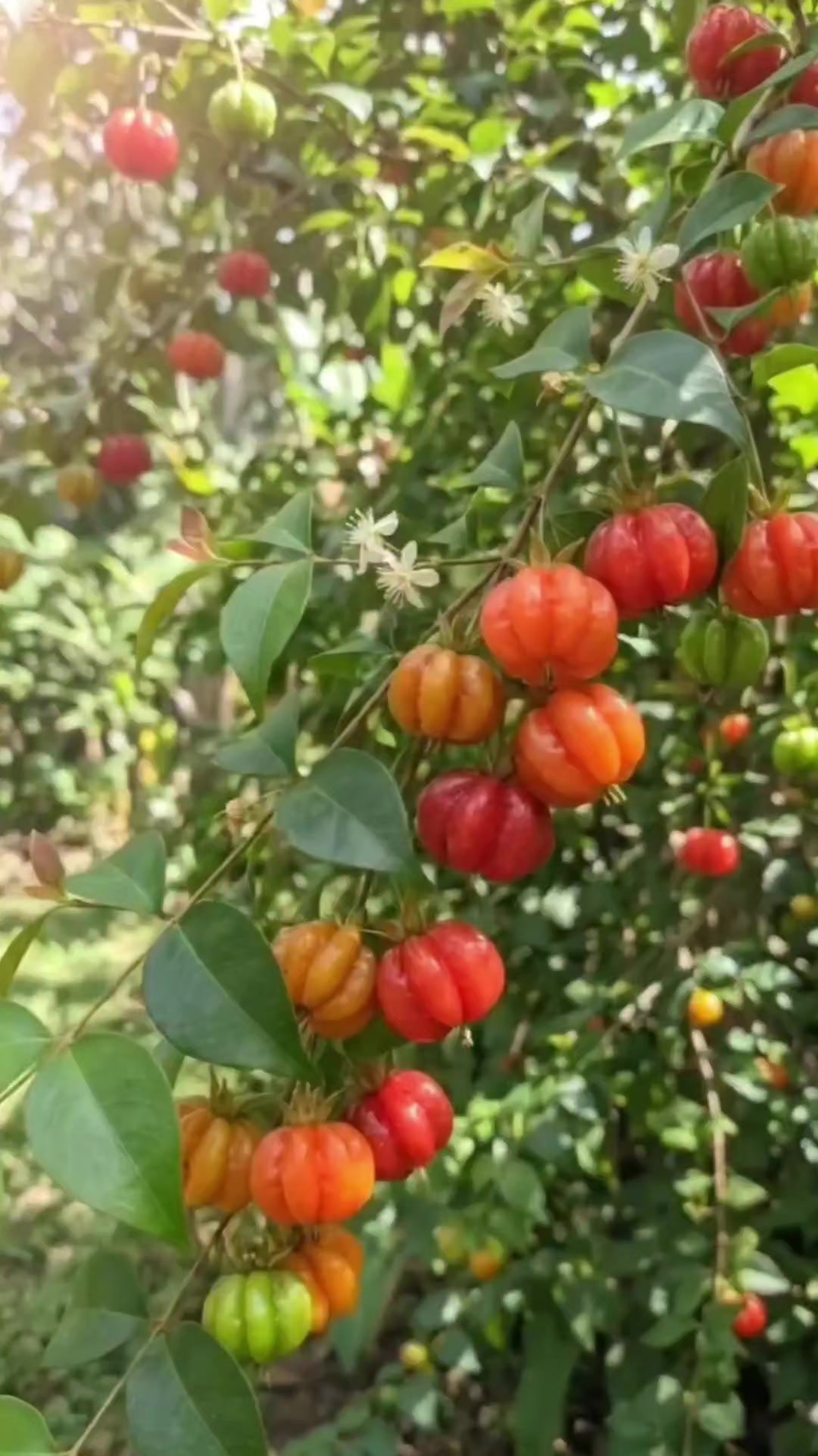 @Dicas e Receitas Naturais