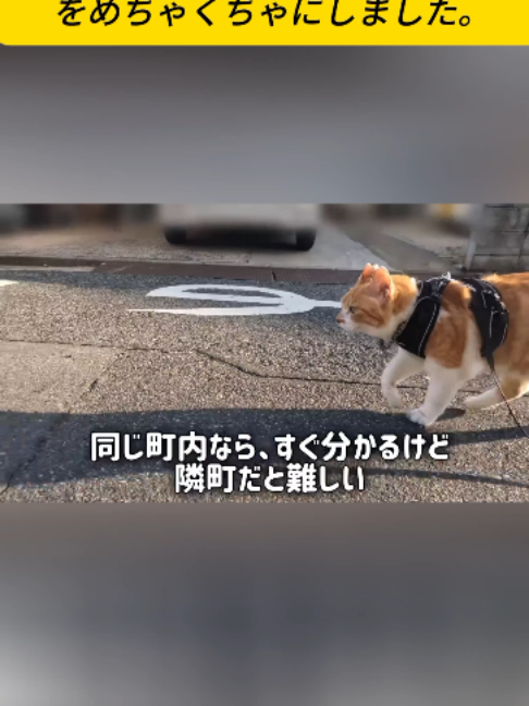 @ねこびより