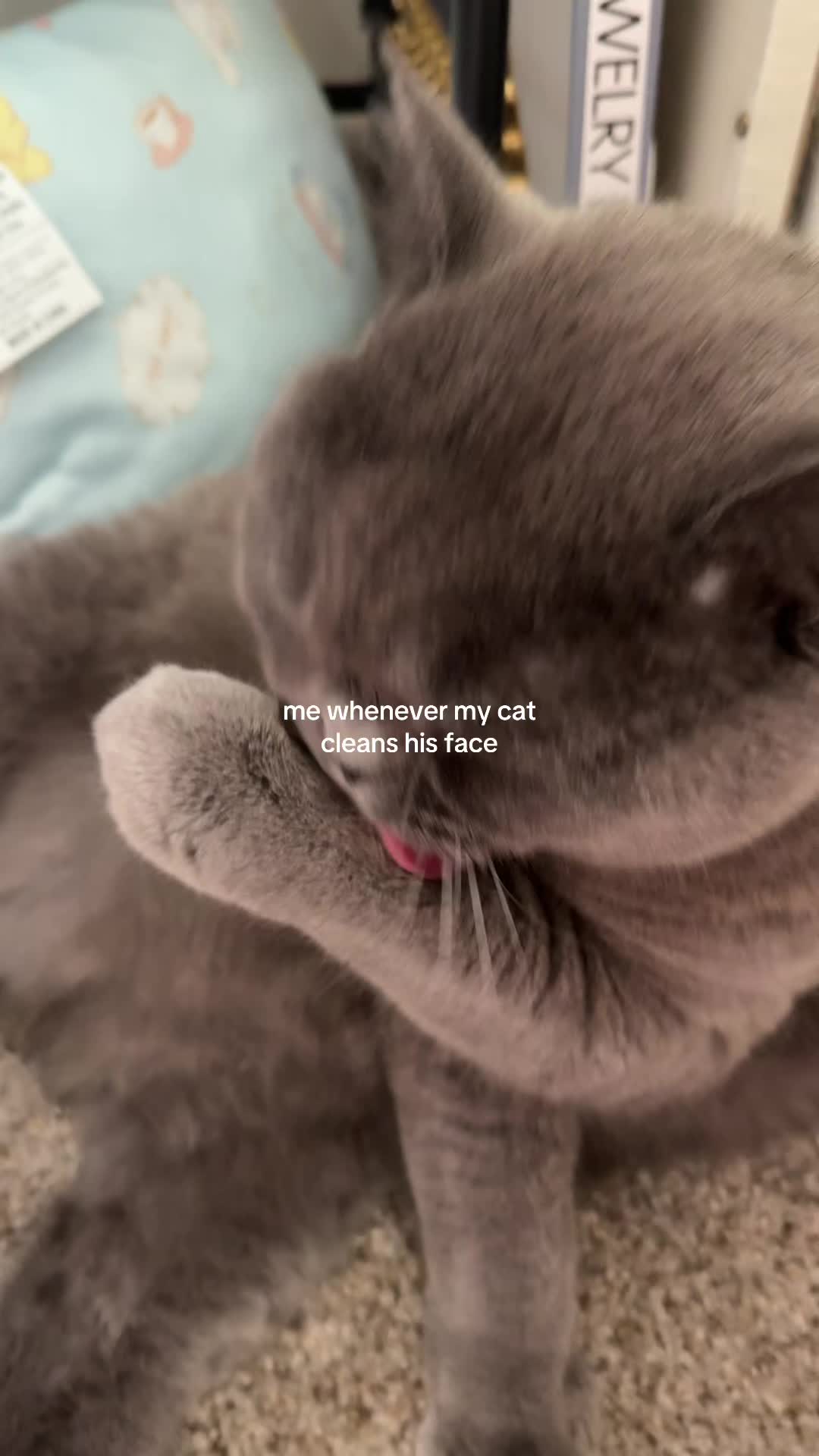 @vivz⁷⋆˚✿