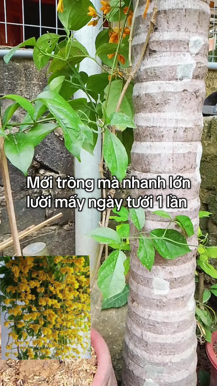 @Lúa Mì