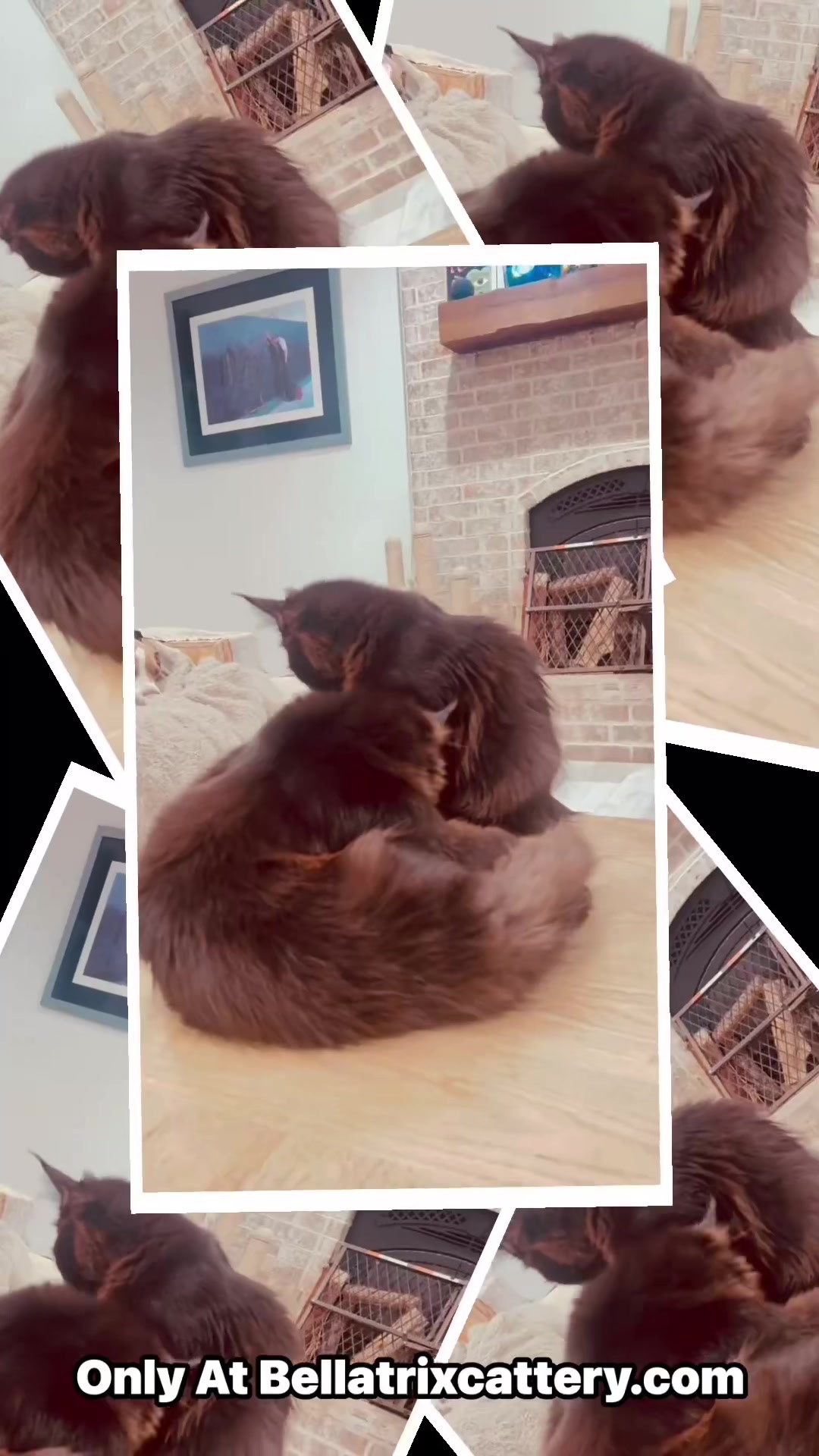 @Bellatrix Maine Coon Cattery