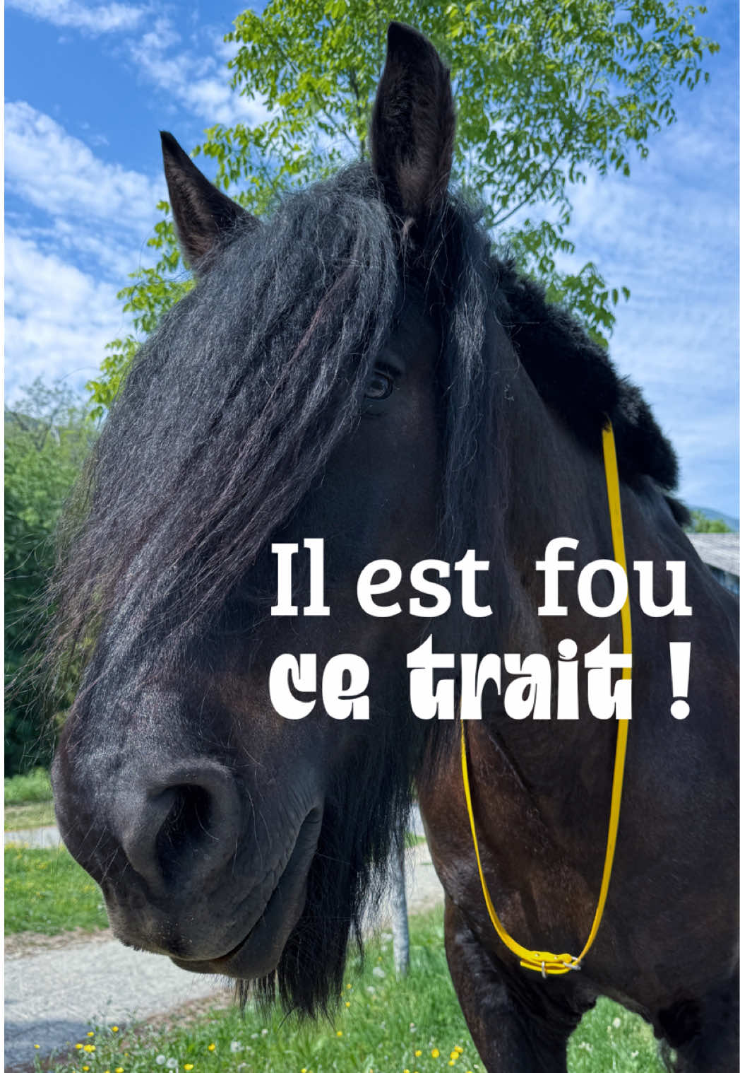 @Untraitdecheval