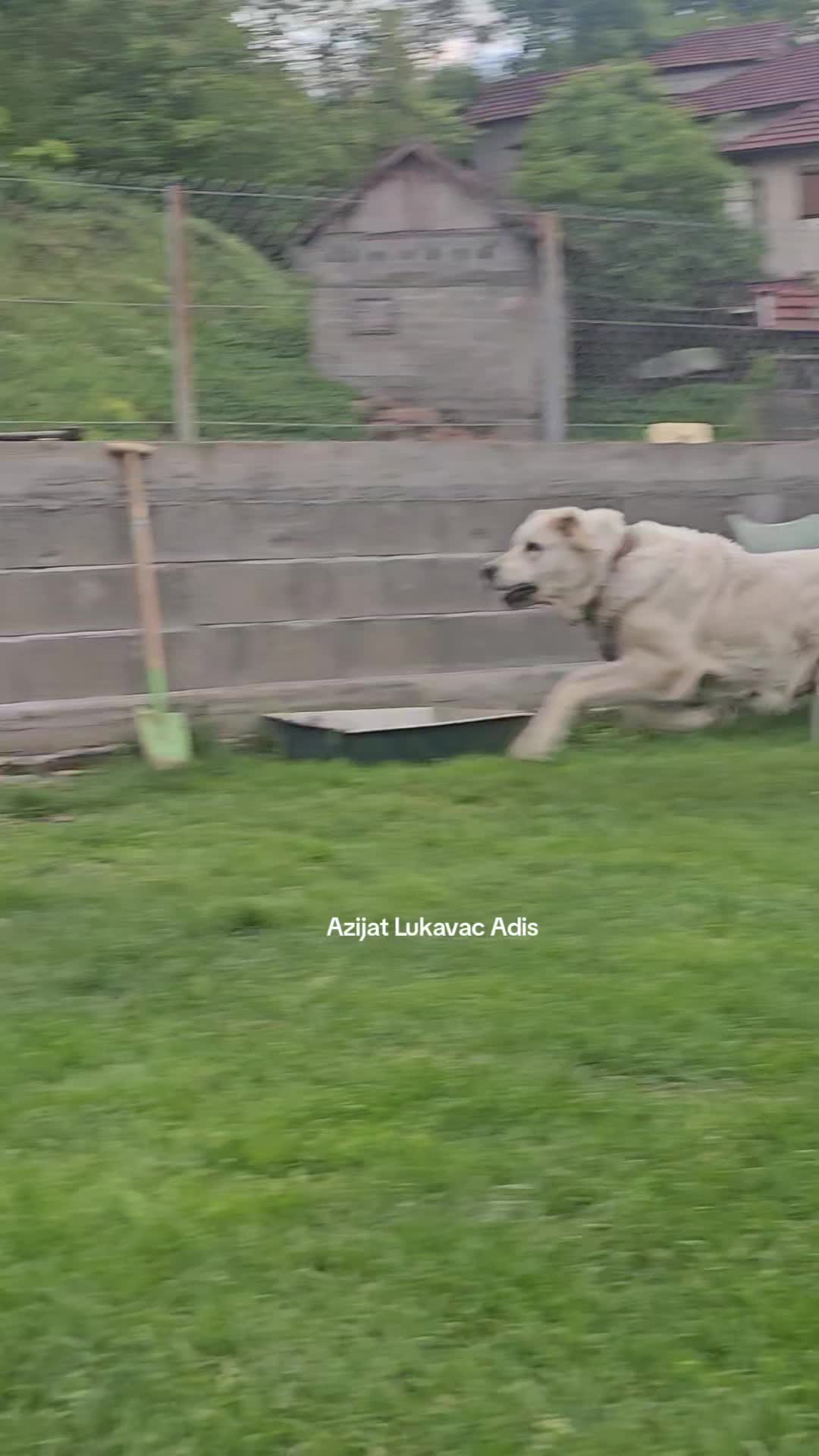 @Alabai Dogs Adis