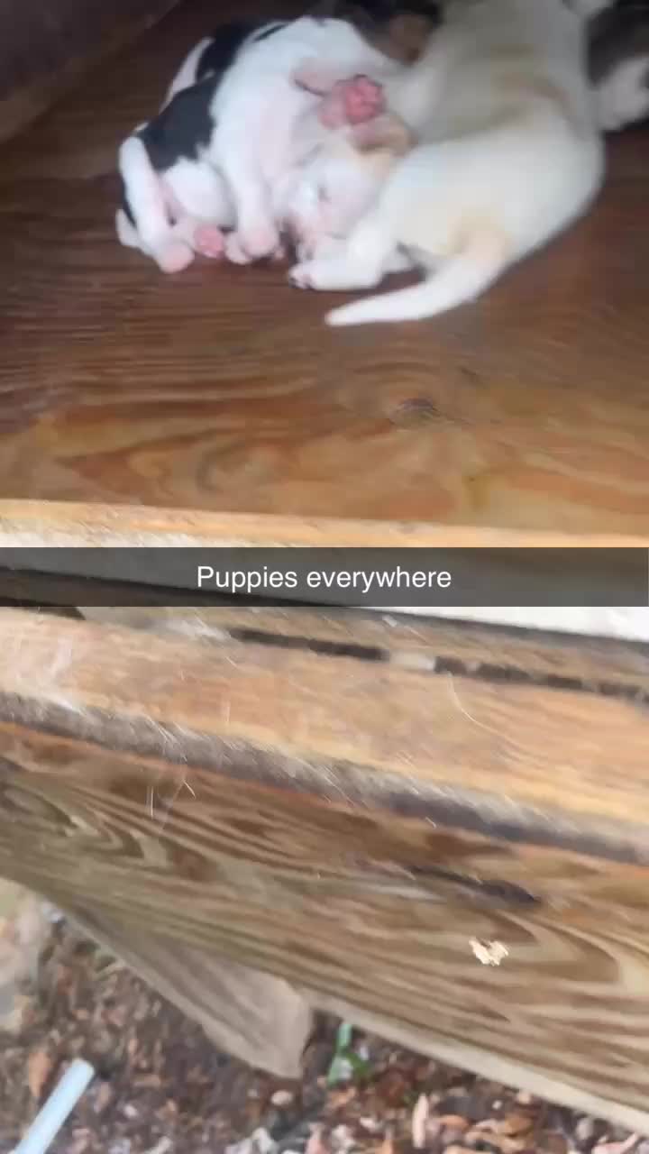 @truckanddogman