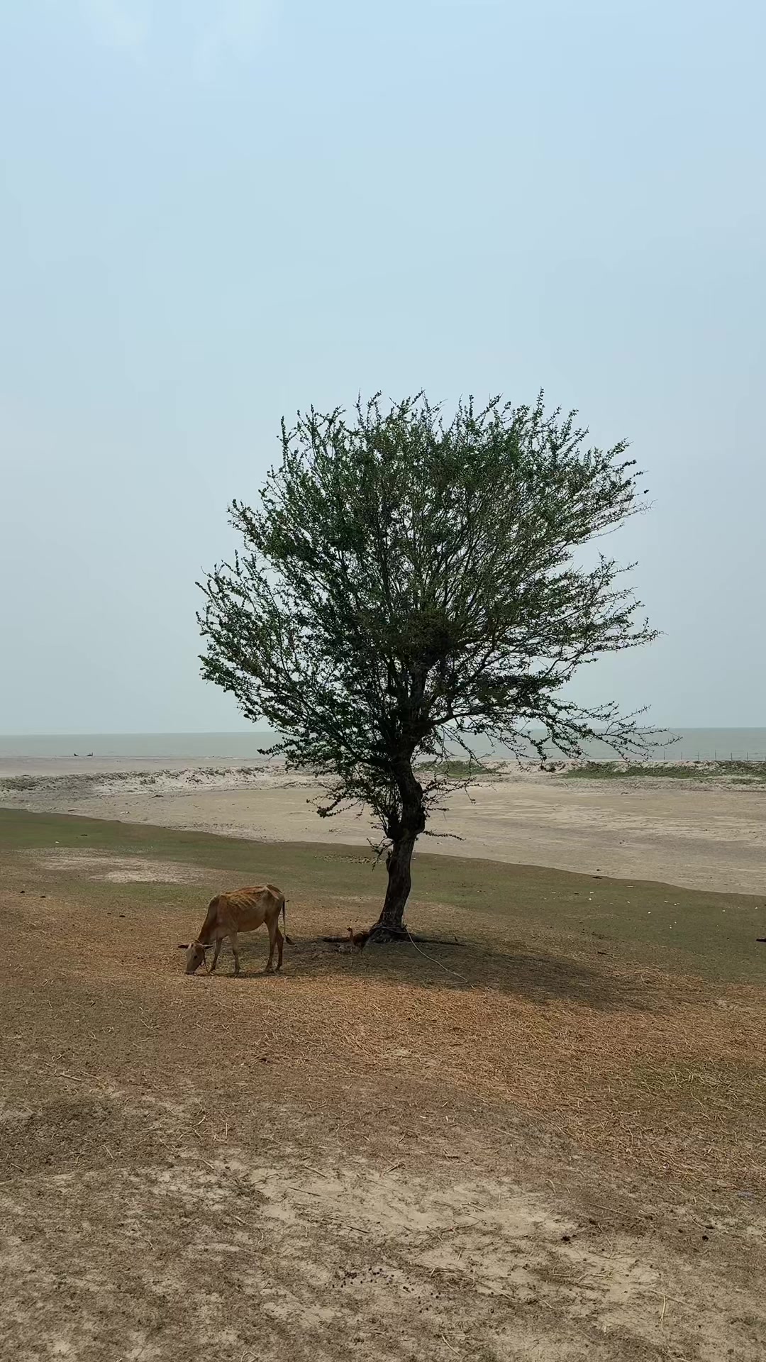 @sajeeb