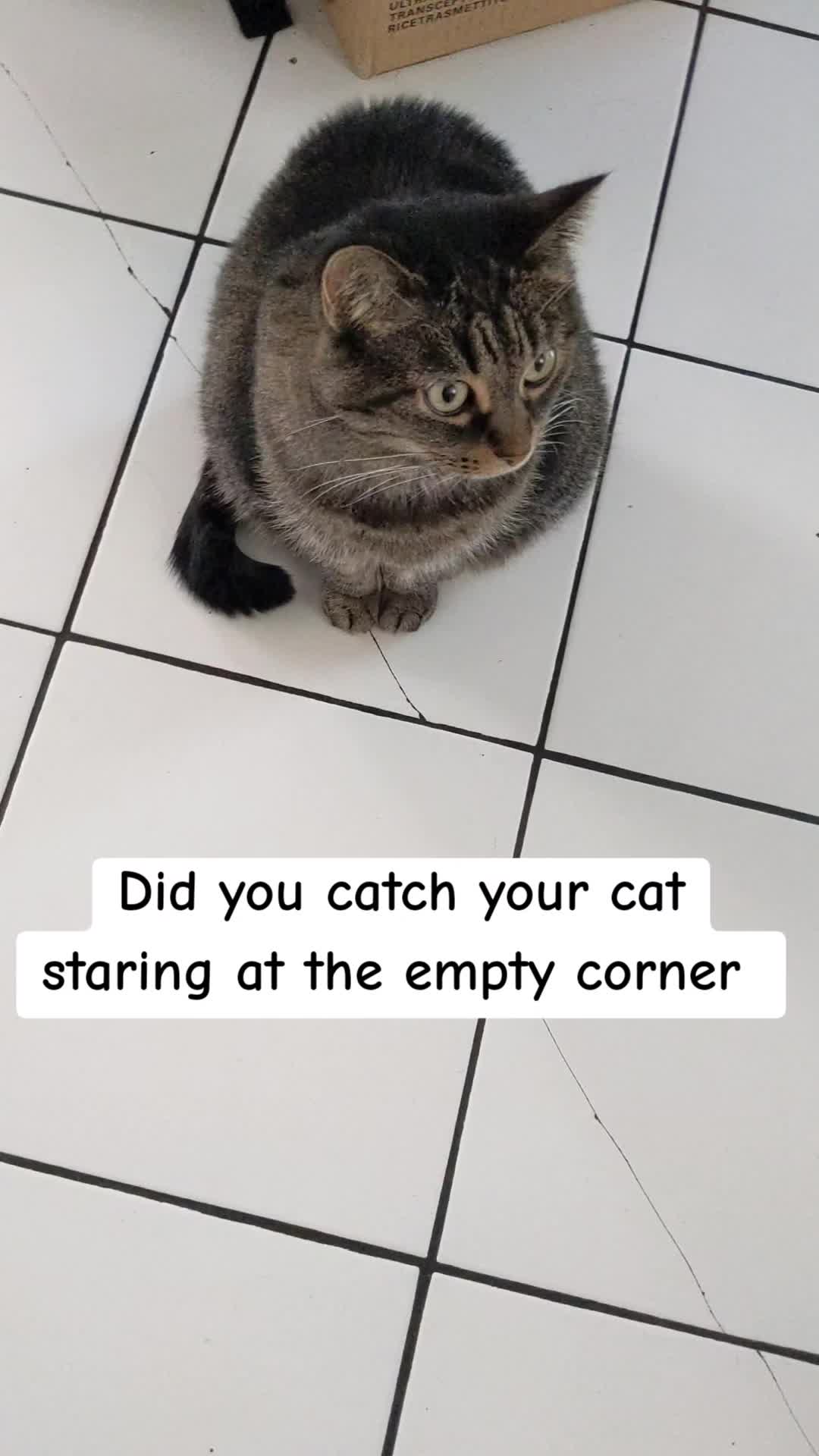 @iampepperwolf