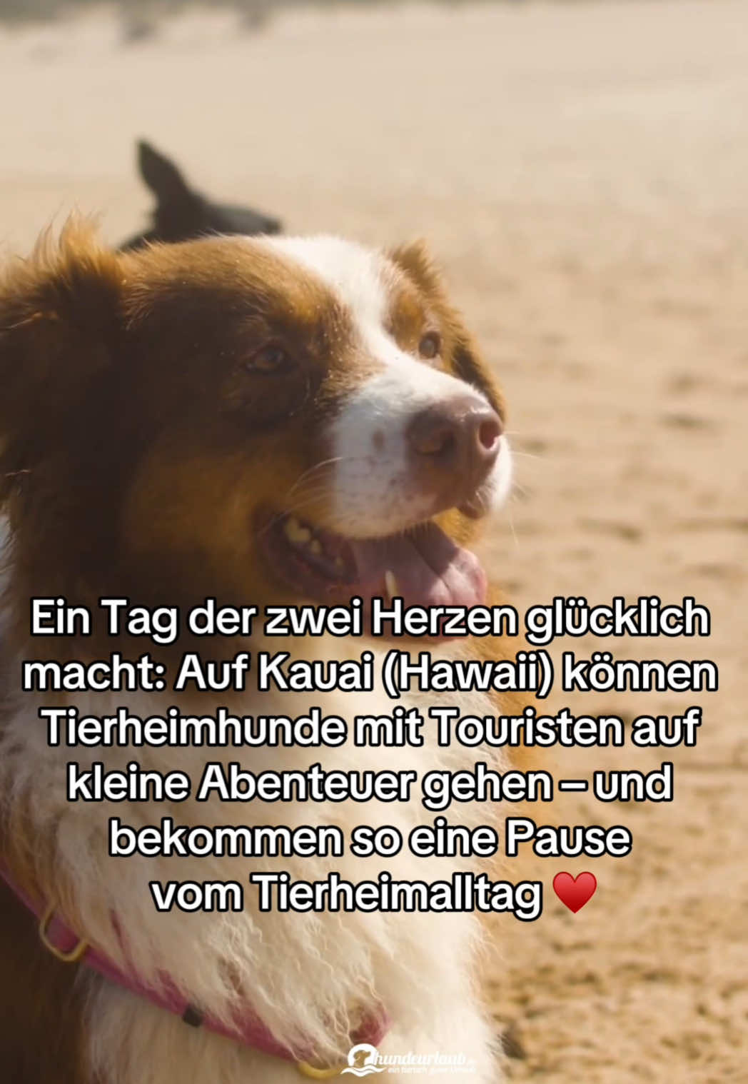 @Hundeurlaub.de