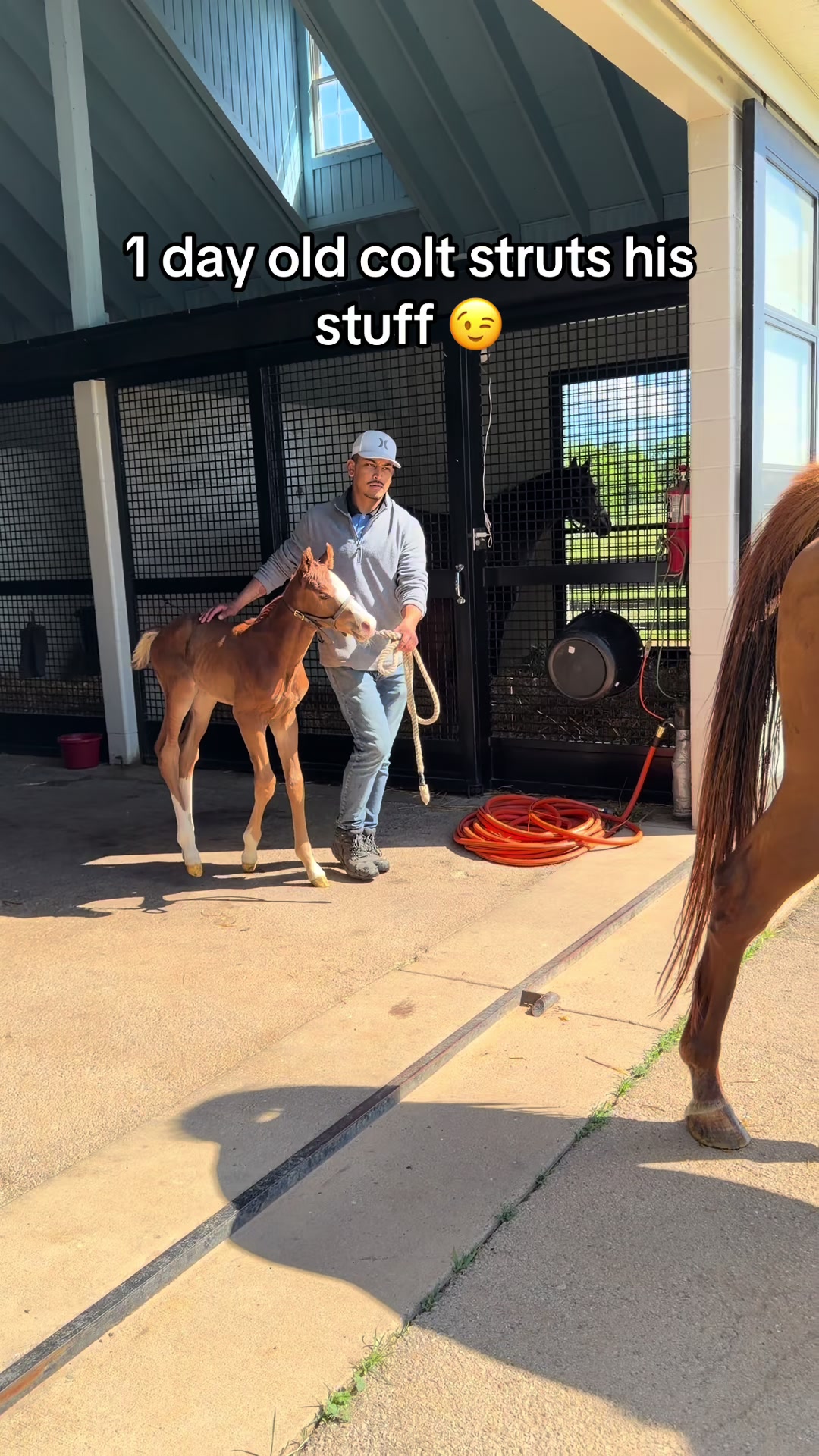 @MesingwFarm