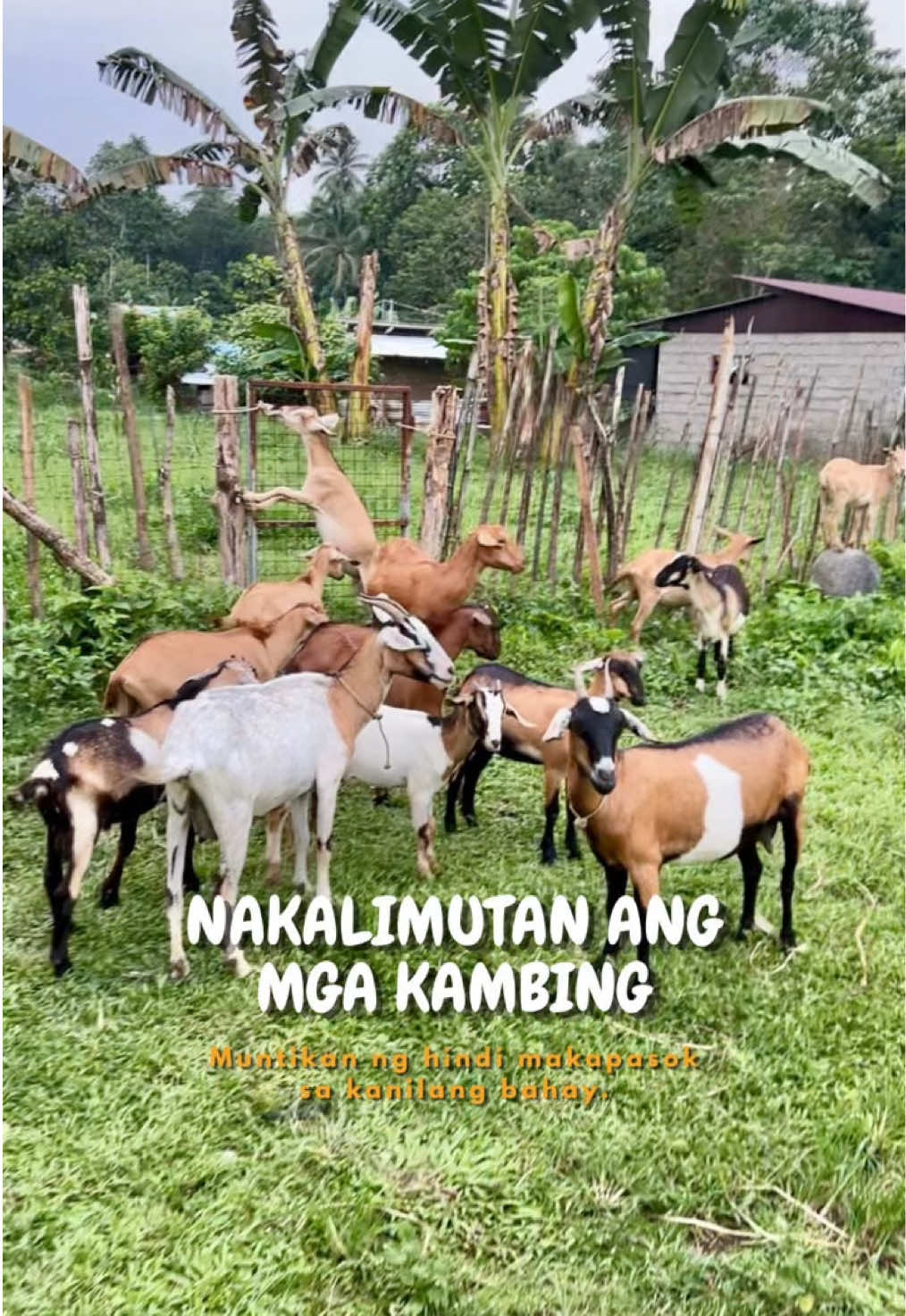 @indaypoypoy