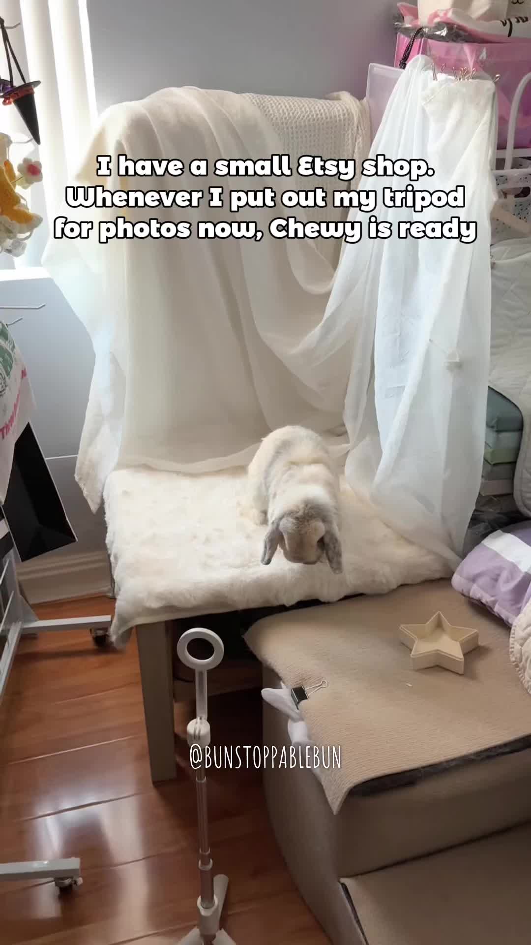 @BunBun, Mochi🌈, Chewy