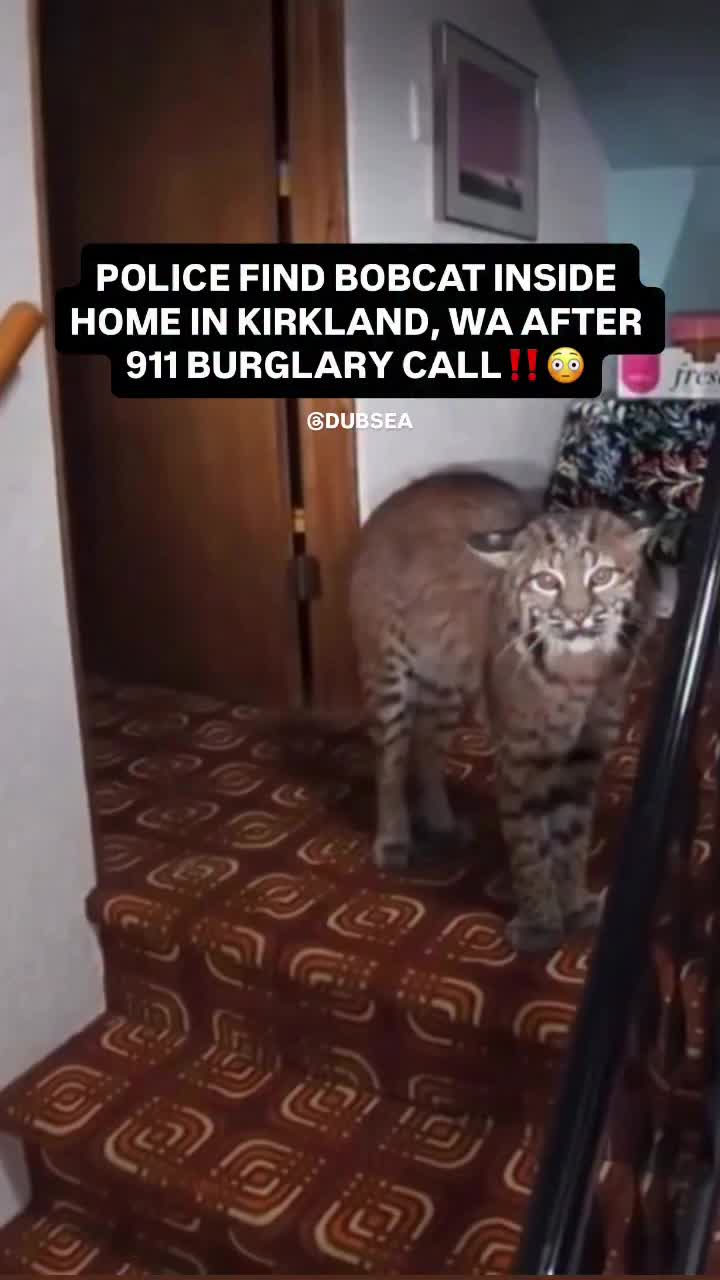 @dubsea