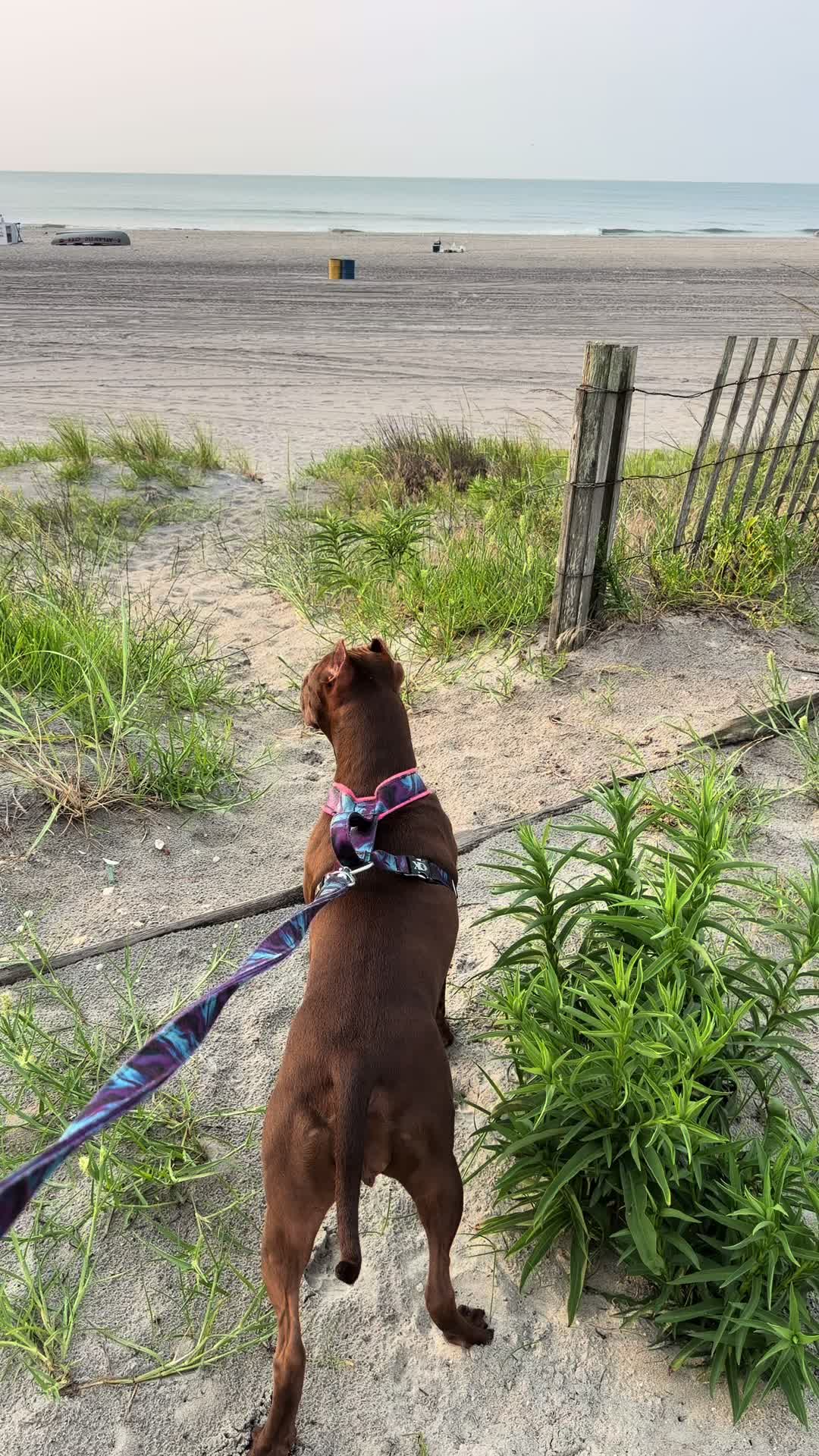 @WorldGoneMadKennels