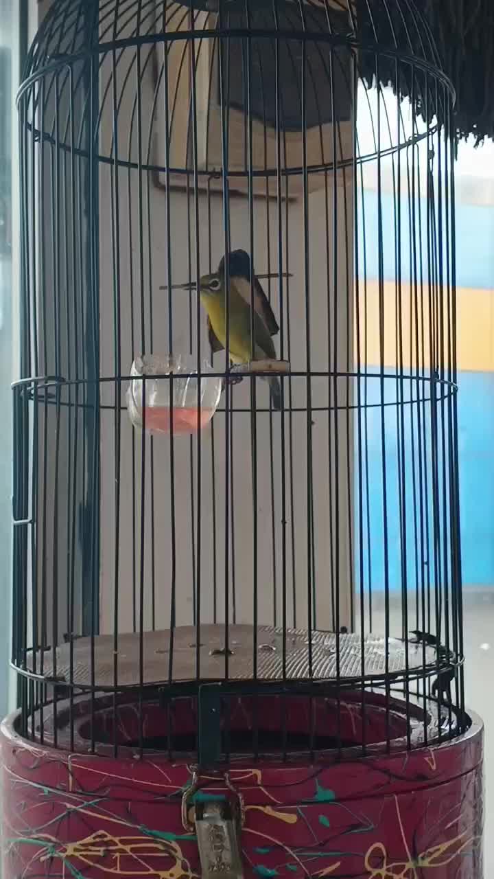 @NDX BIRD FARM