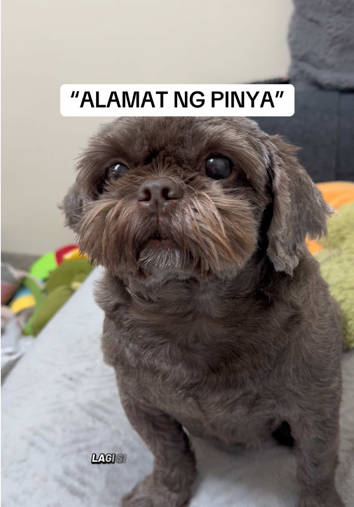 @Nella and Lucky the Shih🐶