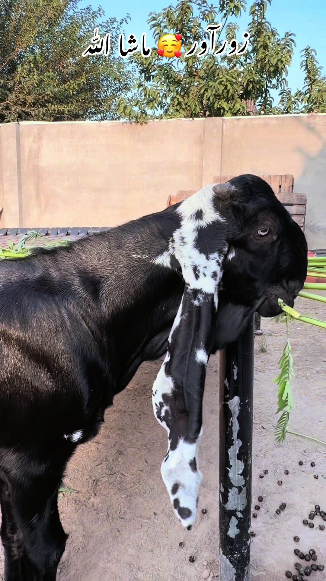 @Chohan Goat Farm Sialkot