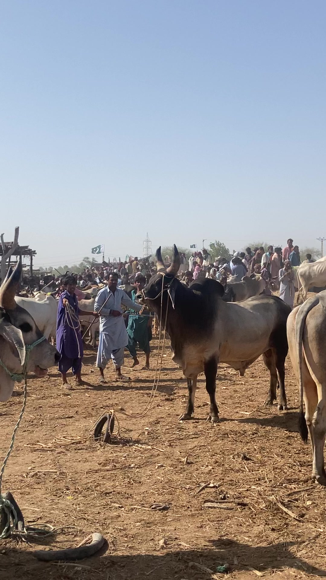 @cattle update Hyderabad