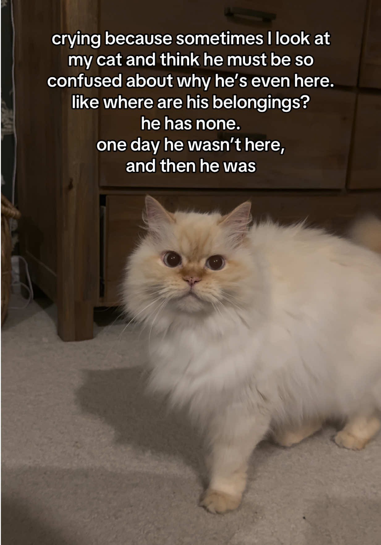 @Krista & Cats: BamBam & Bonnie