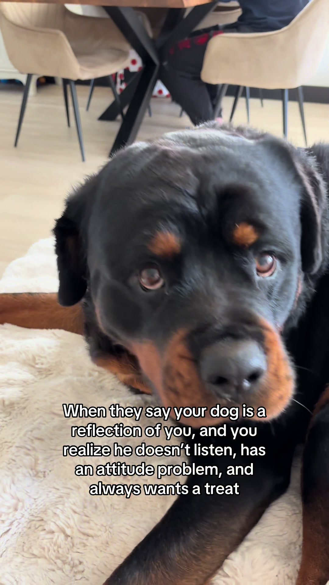 @Dyce de rottweiler