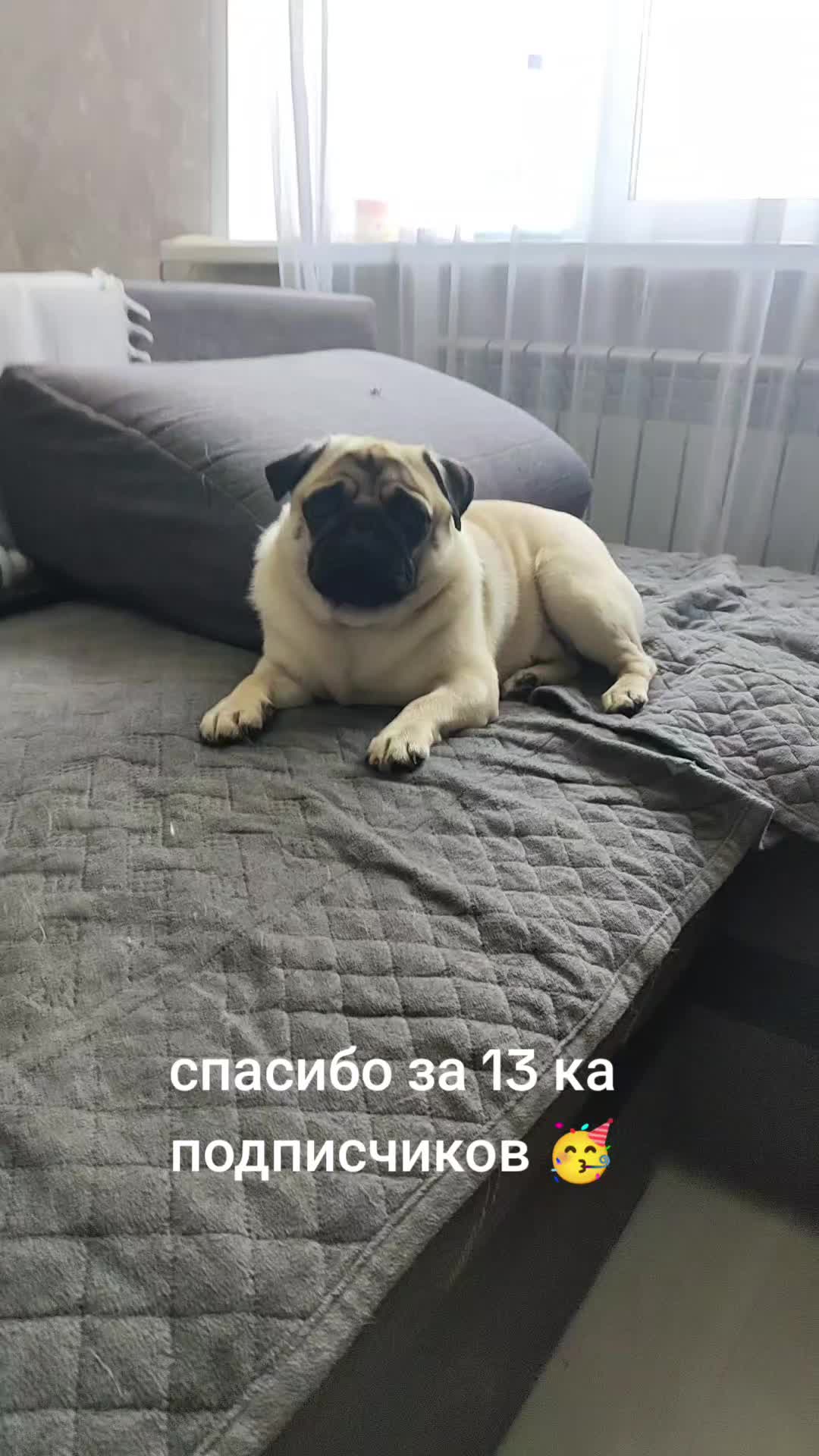 @ЧИПУНЕТСКИЙ👑