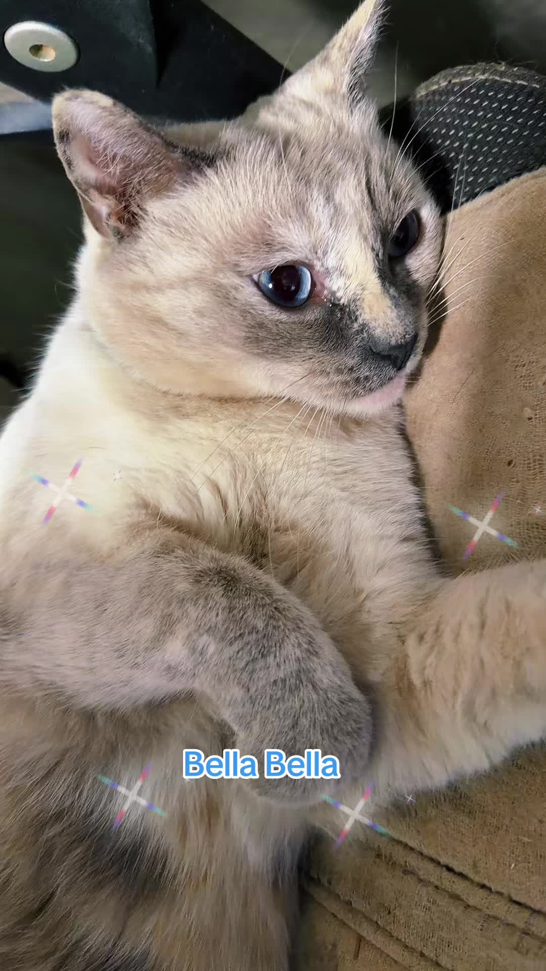 @Amri Gatitos