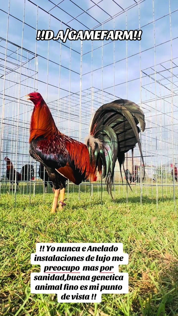 @DAgamefarm