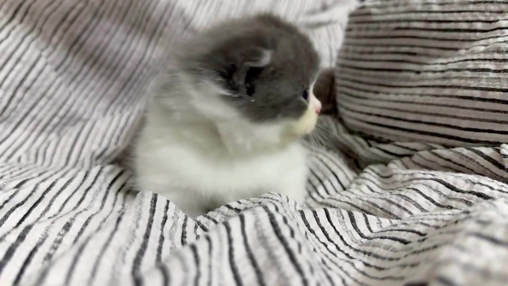@catbosssss