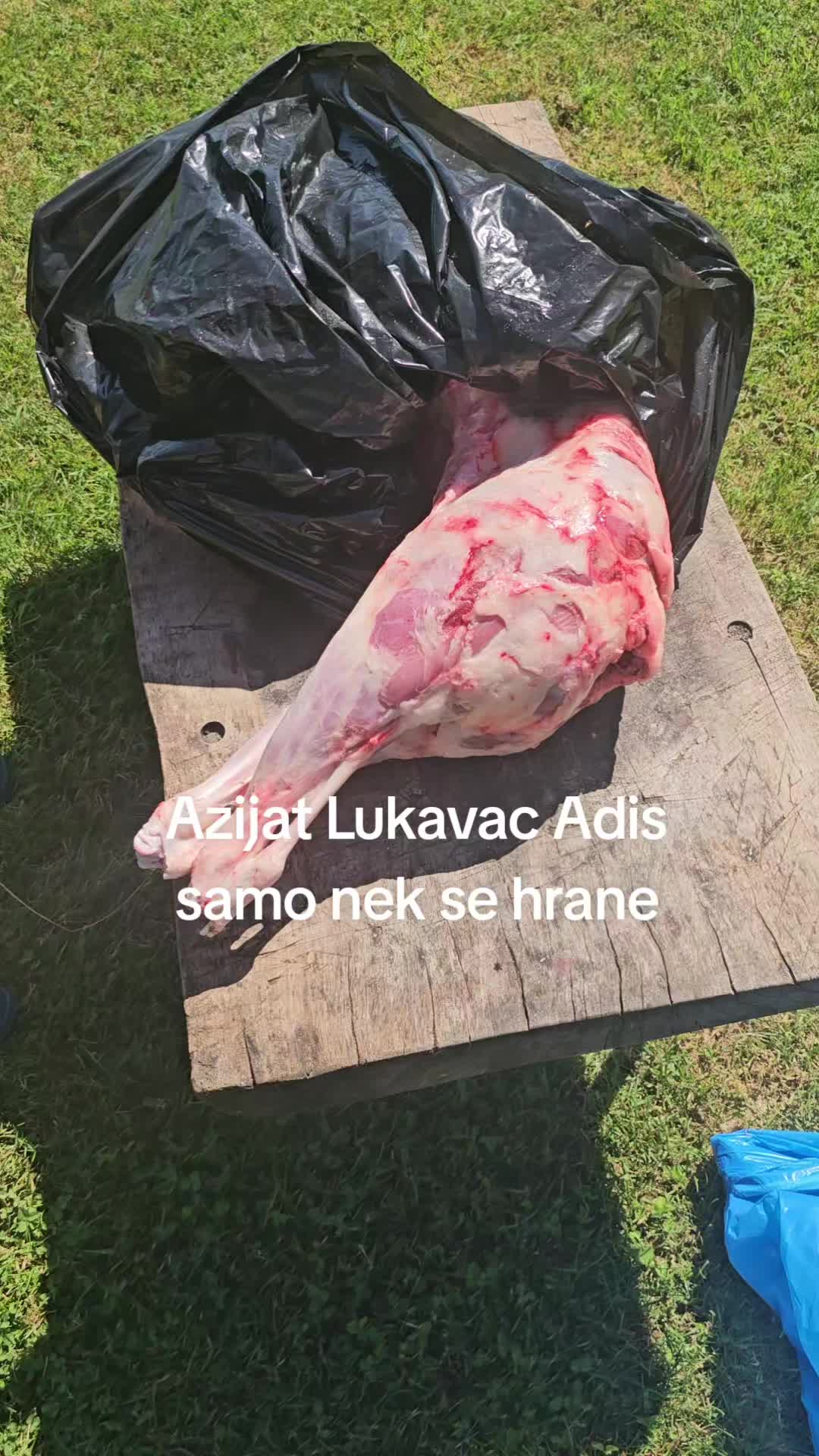@Alabai Dogs Adis