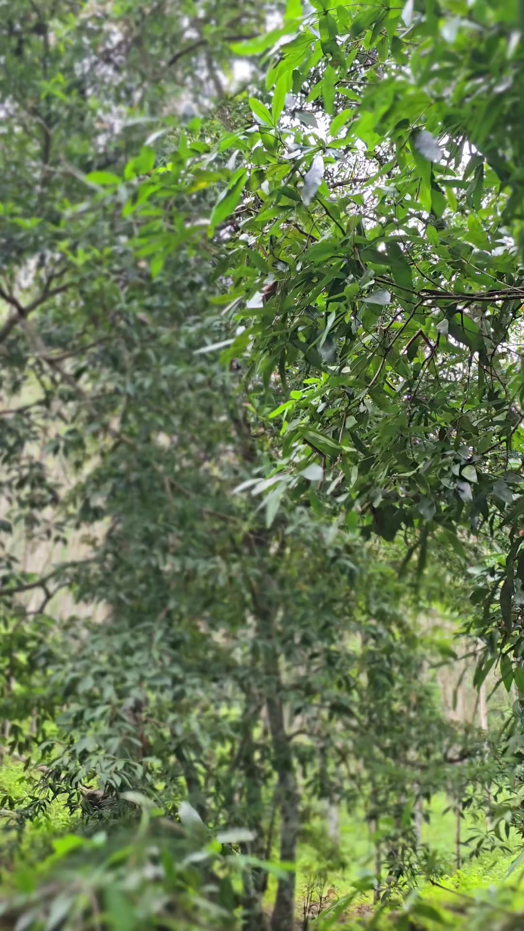 @𝚂𝚘𝚛𝚊𝚠𝚒𝚝 𝙷𝚎𝚖𝚛𝚊𝚝 🍃