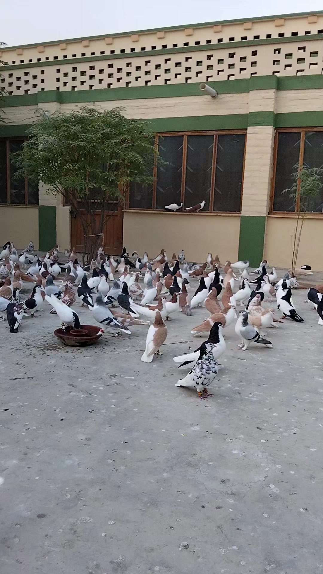 @waheedpegeonLoft