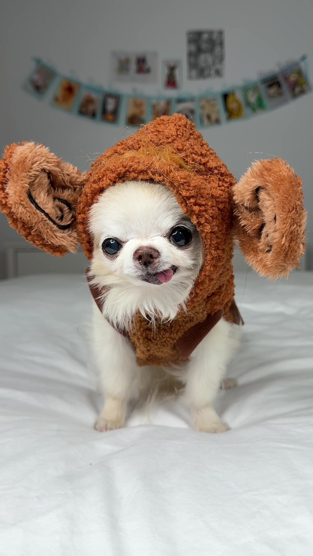 @Tiny Chihuahua Cedric & Maya