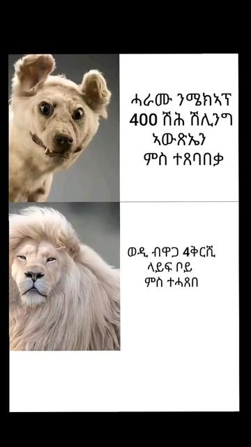 @ሕጋዊ ሓማዊ ወዱ ውጩ🦁🇪🇷👑