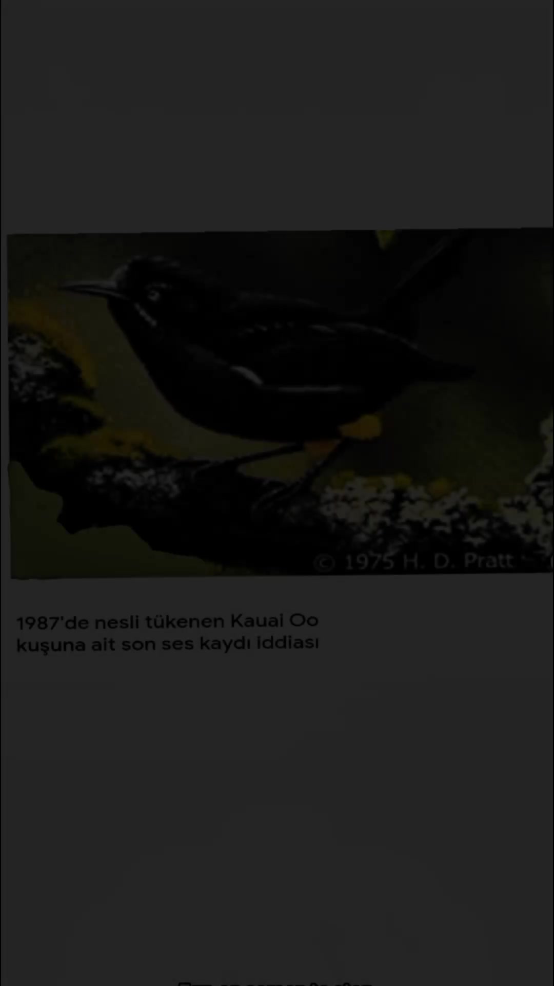 @cicikuş rıfkı🕊️