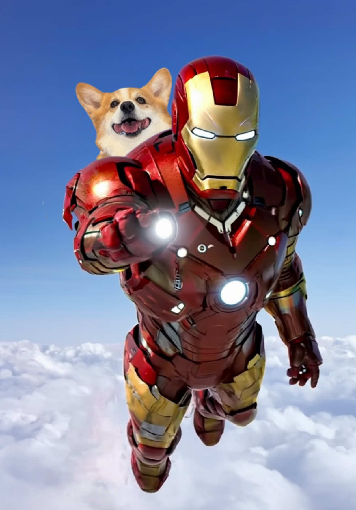 @Hammy & Olivia Corgi