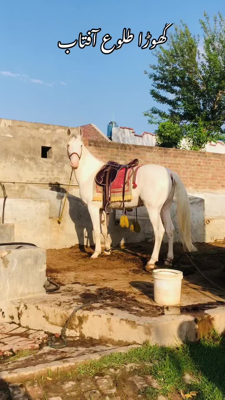 @عثمان ہاشمی مرالہ