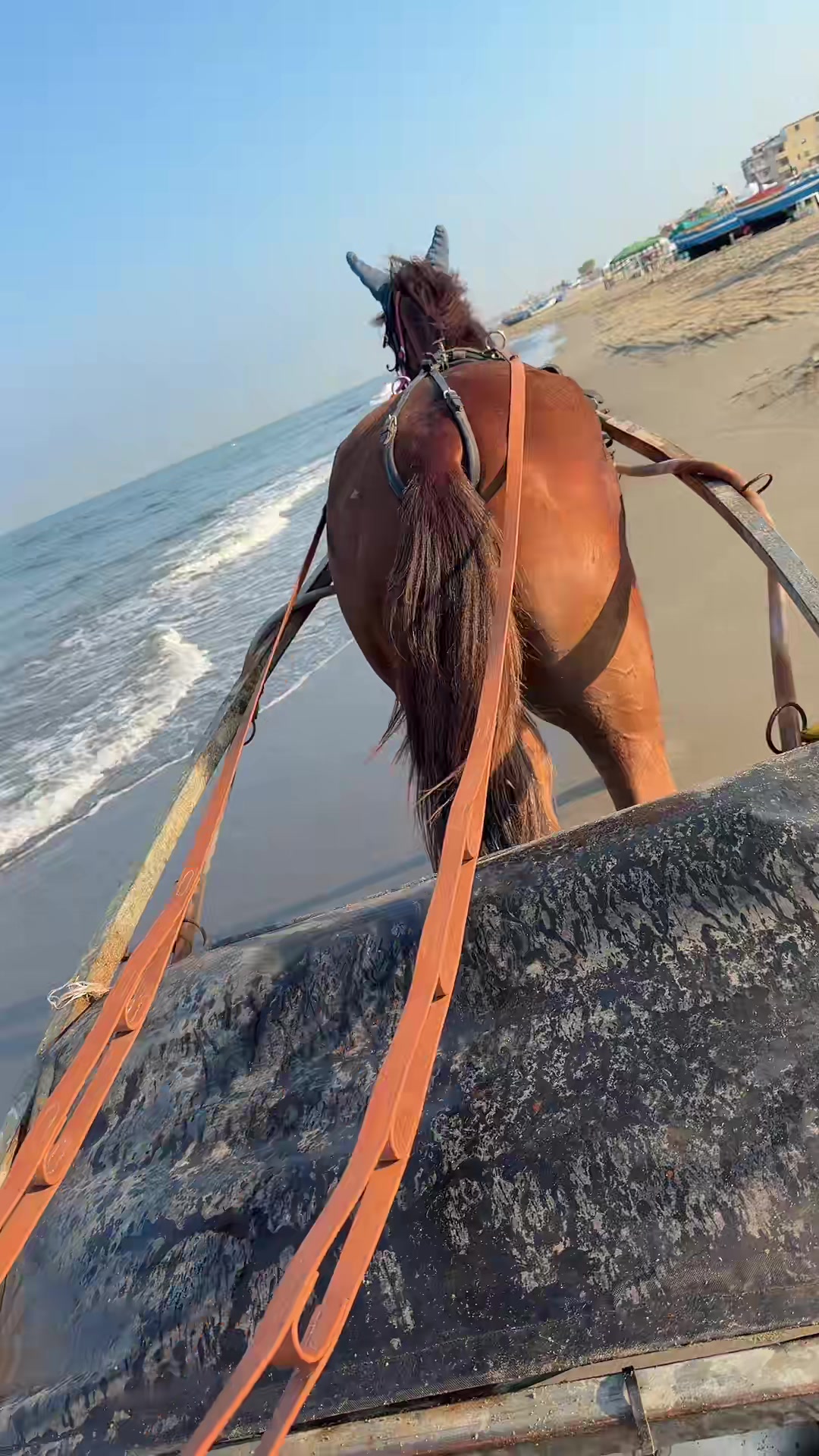 @MariaRosariaMaisto/AngelaHorse