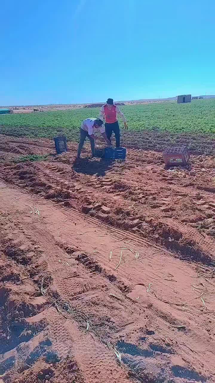 @ساعد جلفاوي