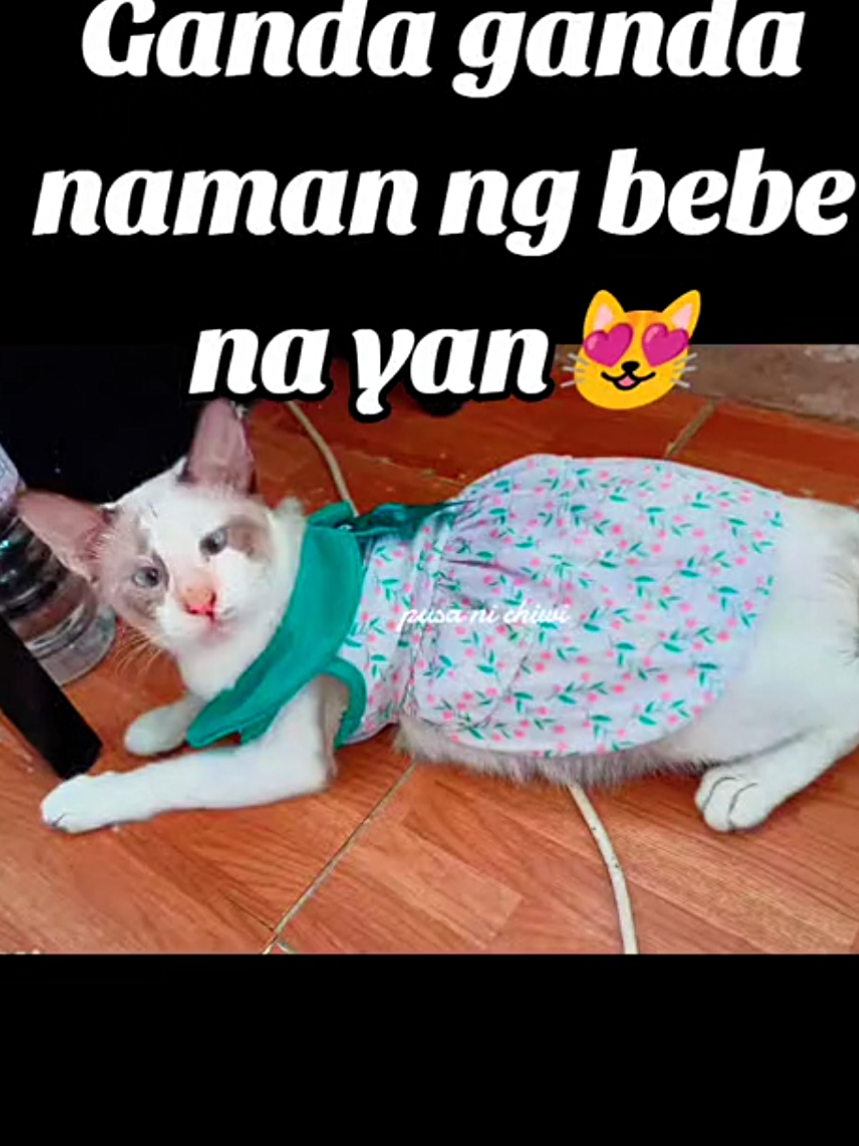 @Pusa ni Chiwi
