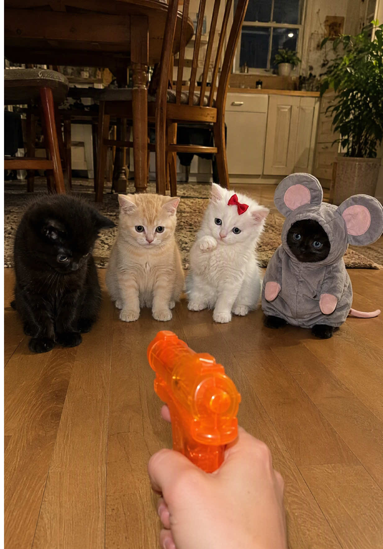 @Tiny Odd Pets