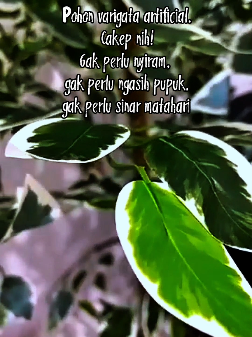 @&ordm;๑Alyunda๑&ordm;๑