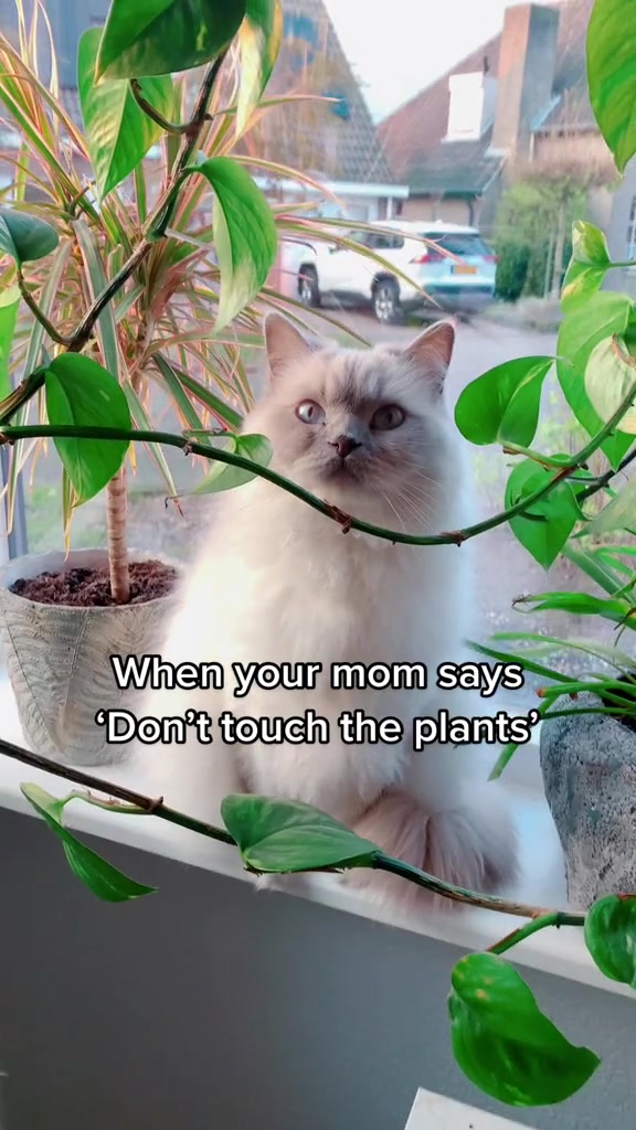 @Dutchkittycat
