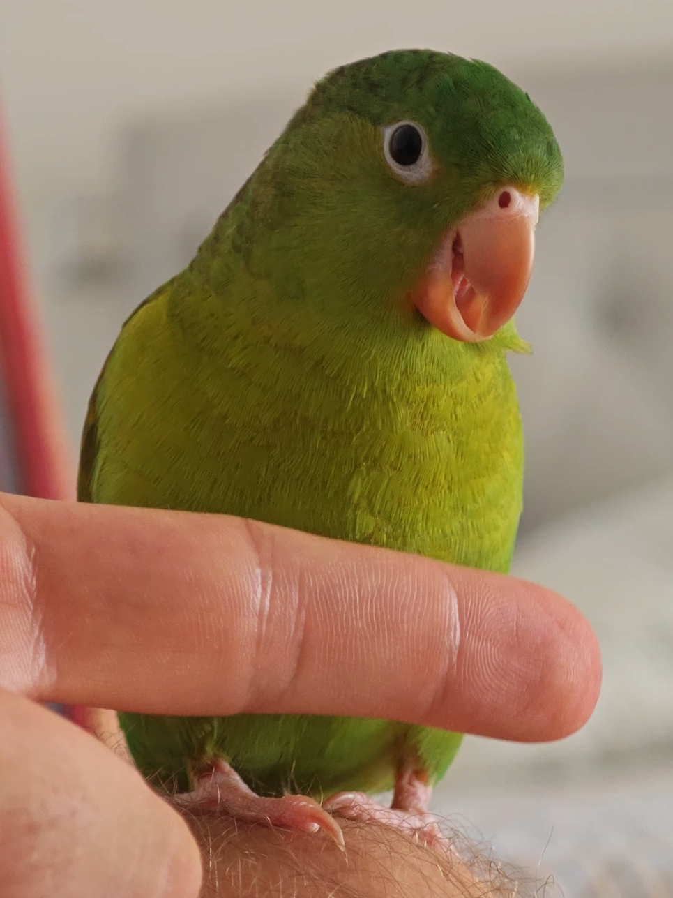 @Pohli